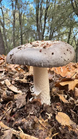 $439,000 | 4744 Independence Road, Mokelumne Hill, CA 95245