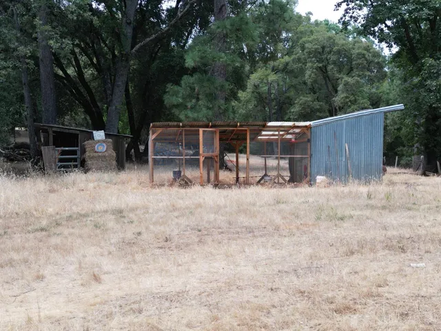 a view of a forest filled with trees