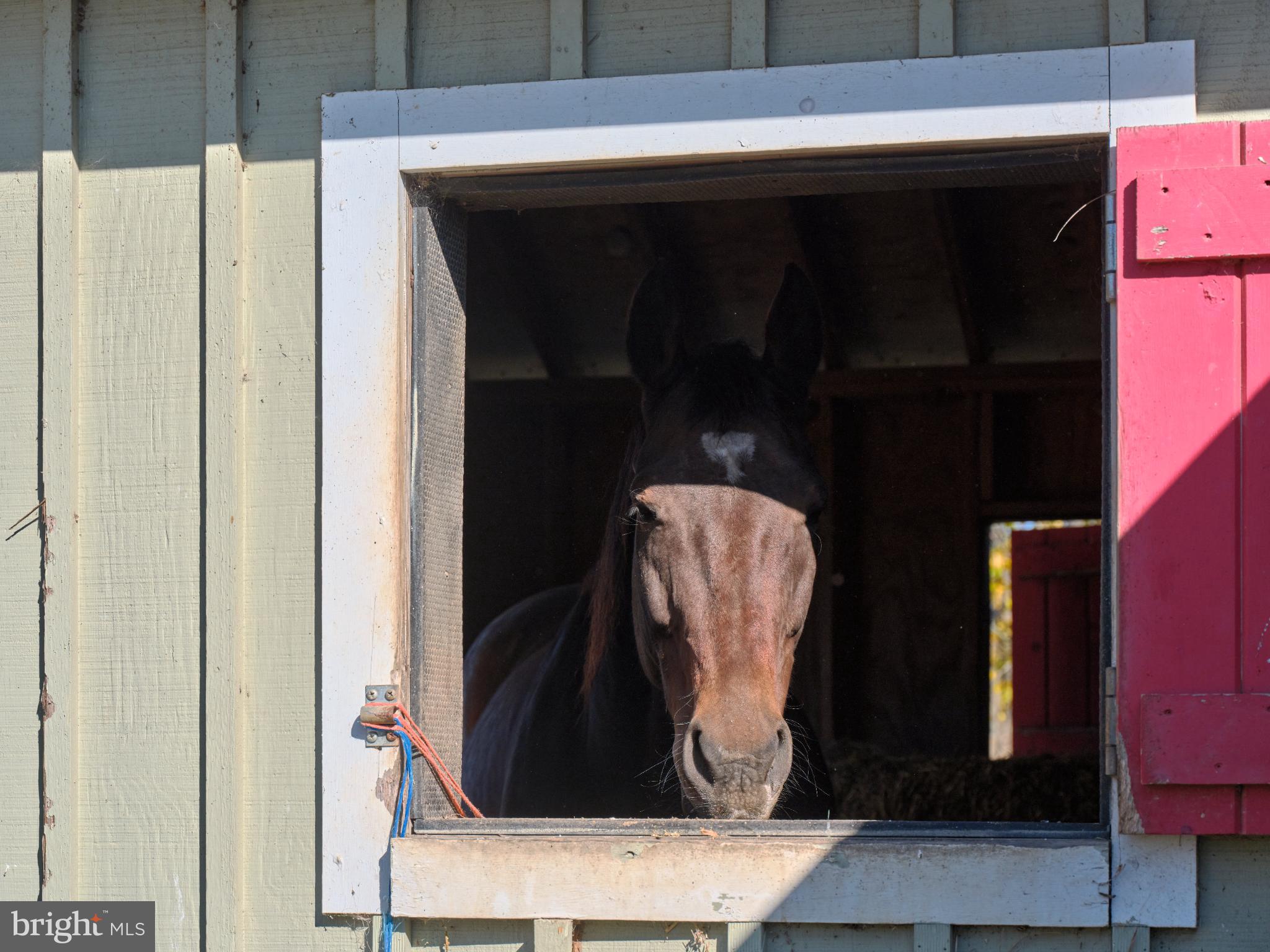 1515 Sugar Bottom Road Furlong, PA 18925 - Photo 95 of 96 Curious horse peeks from barn window.