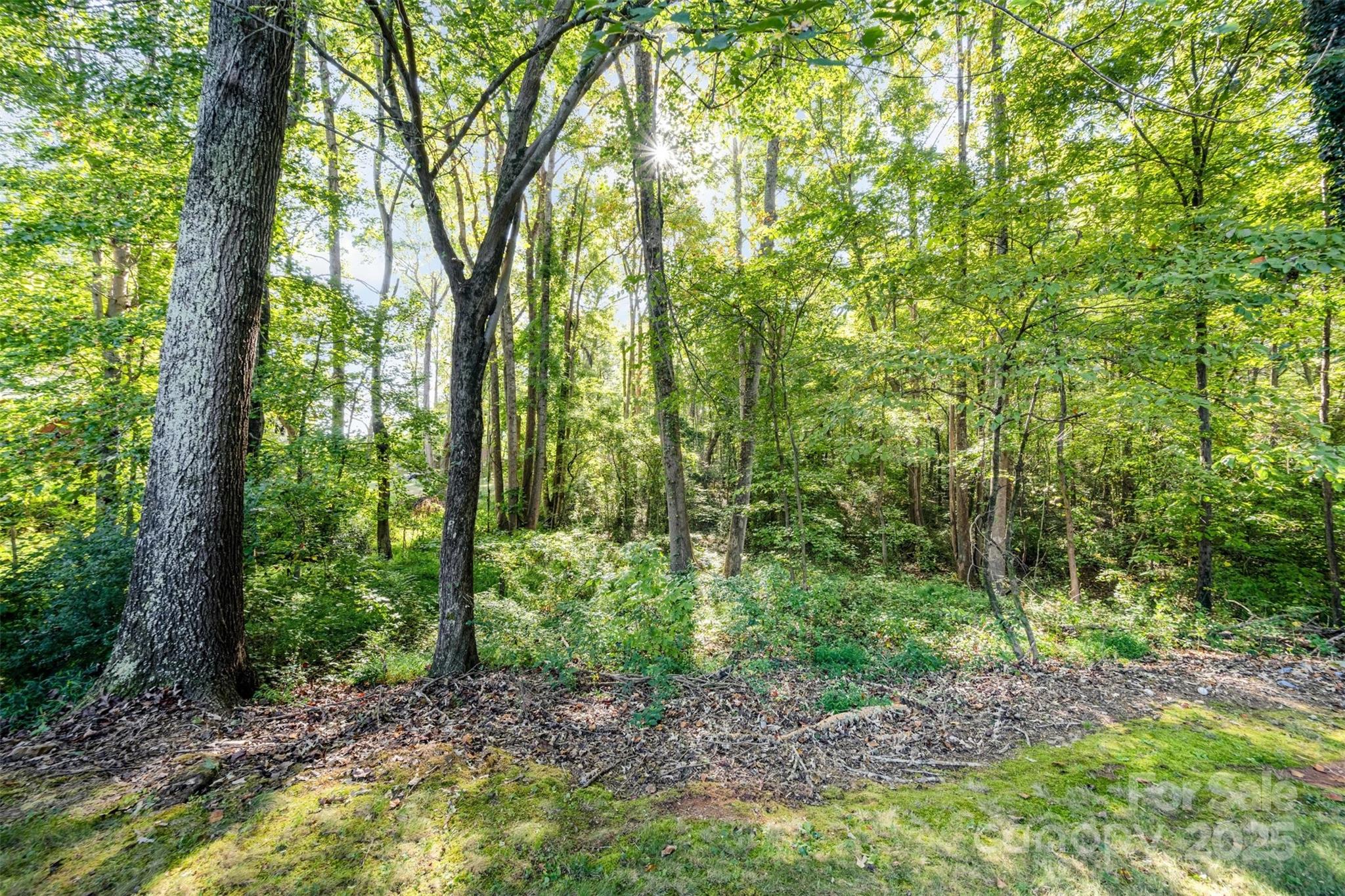 1500 Beth Haven Church Road Denver, NC 28037 - Photo 32 of 35 a view of a forest that has large trees