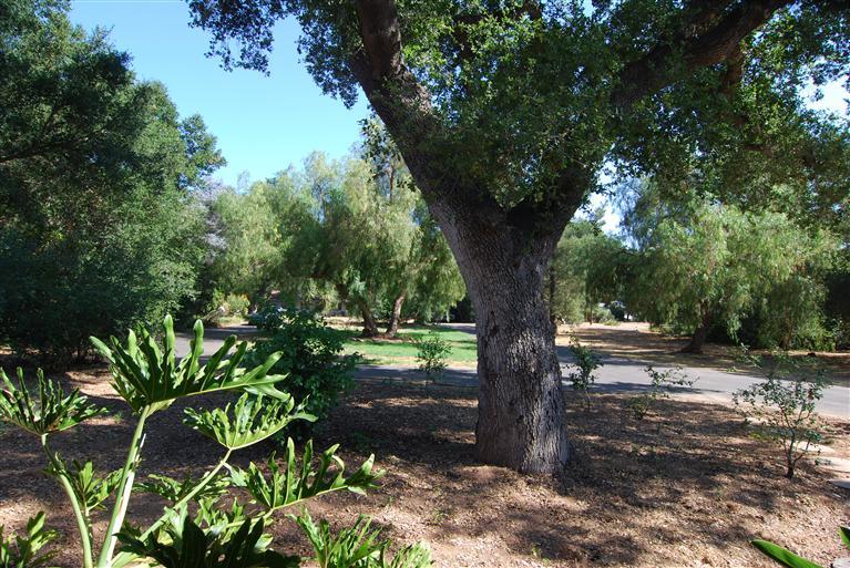712 Cuyama Road Ojai, CA 93023 - Photo 8 of 21 a view of a yard with plants tree