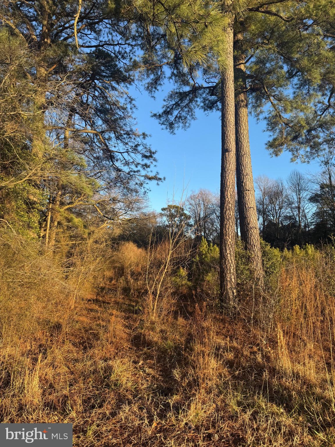 8313 Littleton Road Willards, MD 21874 - Photo 11 of 14