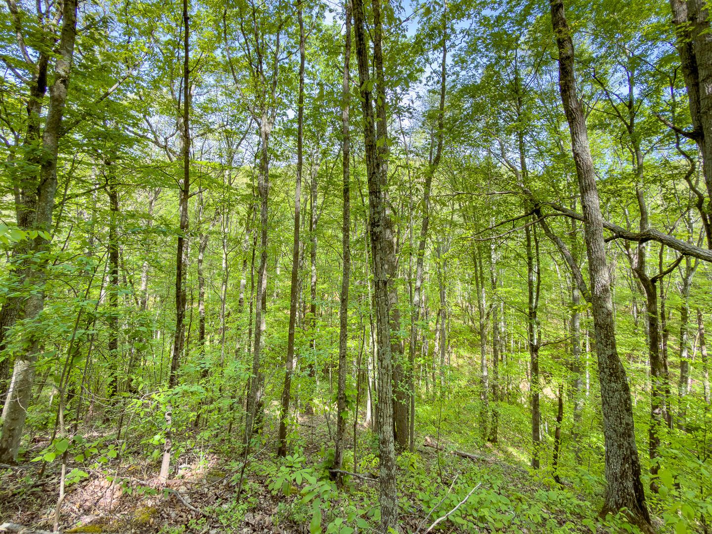 2 Perry Ridge Road Wilkesville, OH 45695 - Photo 21 of 27 Perry Ridge Rd Tract 2-13