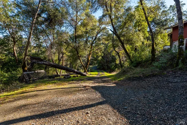 a view of a forest with mountains in the background
