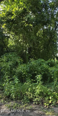 a view of a lush green forest