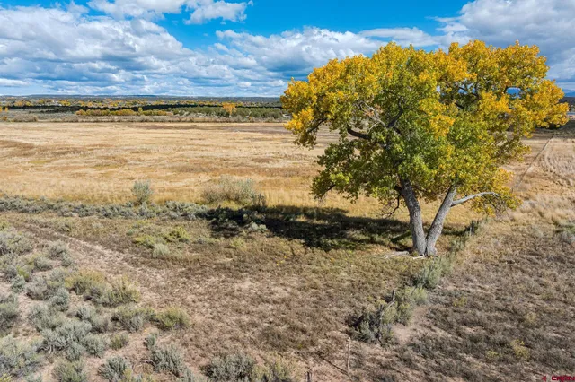 a view of a field with an ocean
