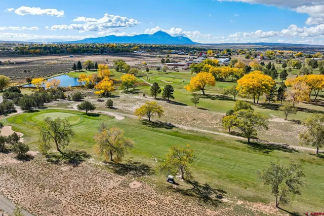 a view of a dry yard with lots of trees