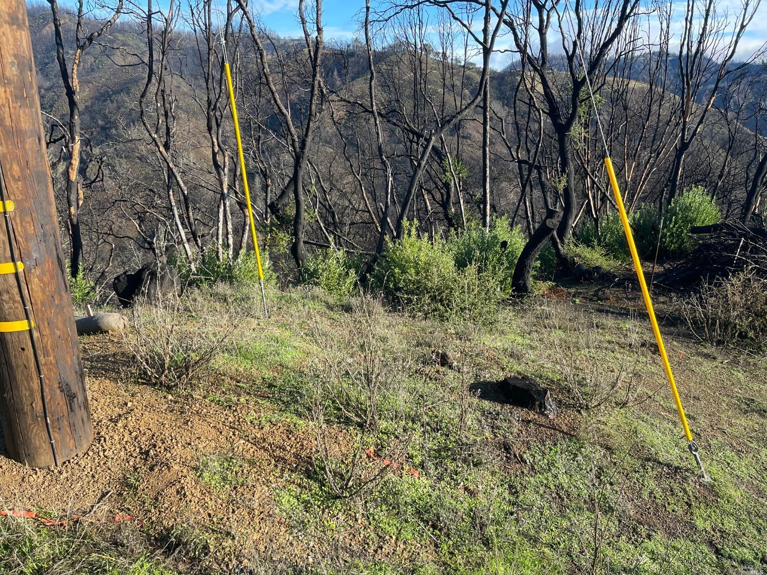 2000 Los Alamos Road Santa Rosa, CA 95409 - Photo 3 of 25 a view of a yard with plants and large trees