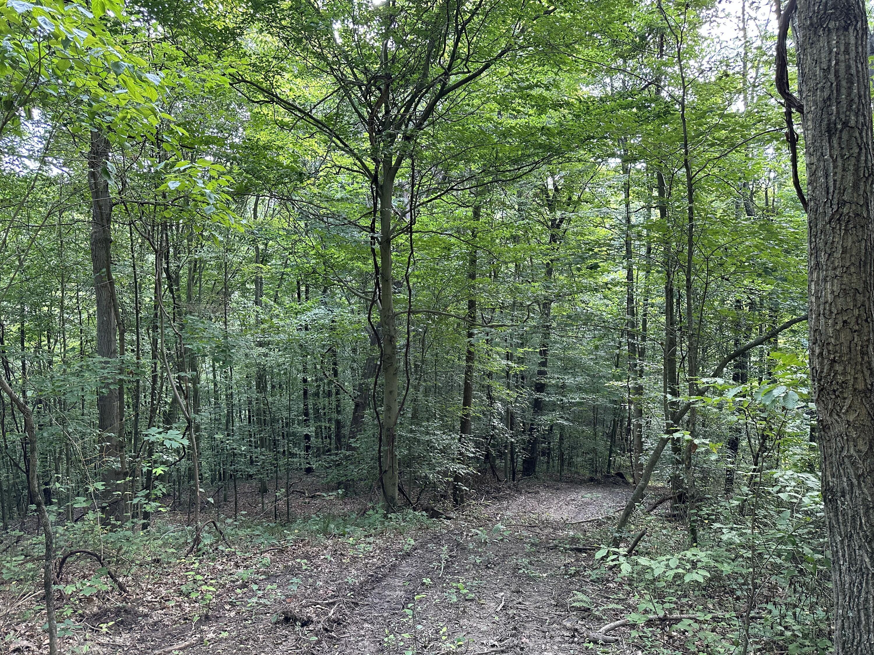 6690 Old State Road, Unit PERRY RIDGE TRACT 6) Crooksville, OH 43731 - Photo 11 of 36 20230804_211327943_iOS