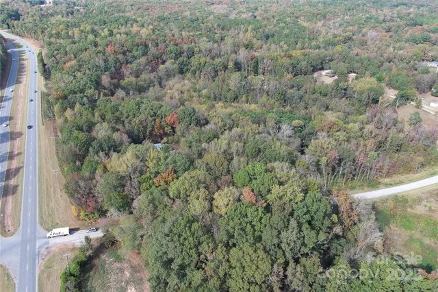 a view of a forest with a tree