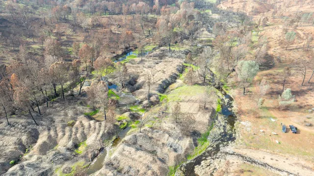 a close up of a plant