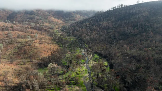 a view of a forest with large trees