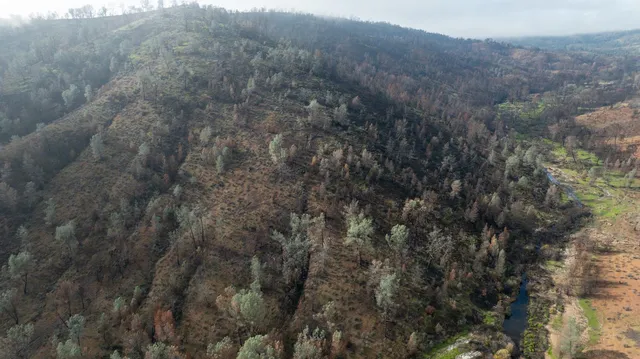 a view of a dry yard