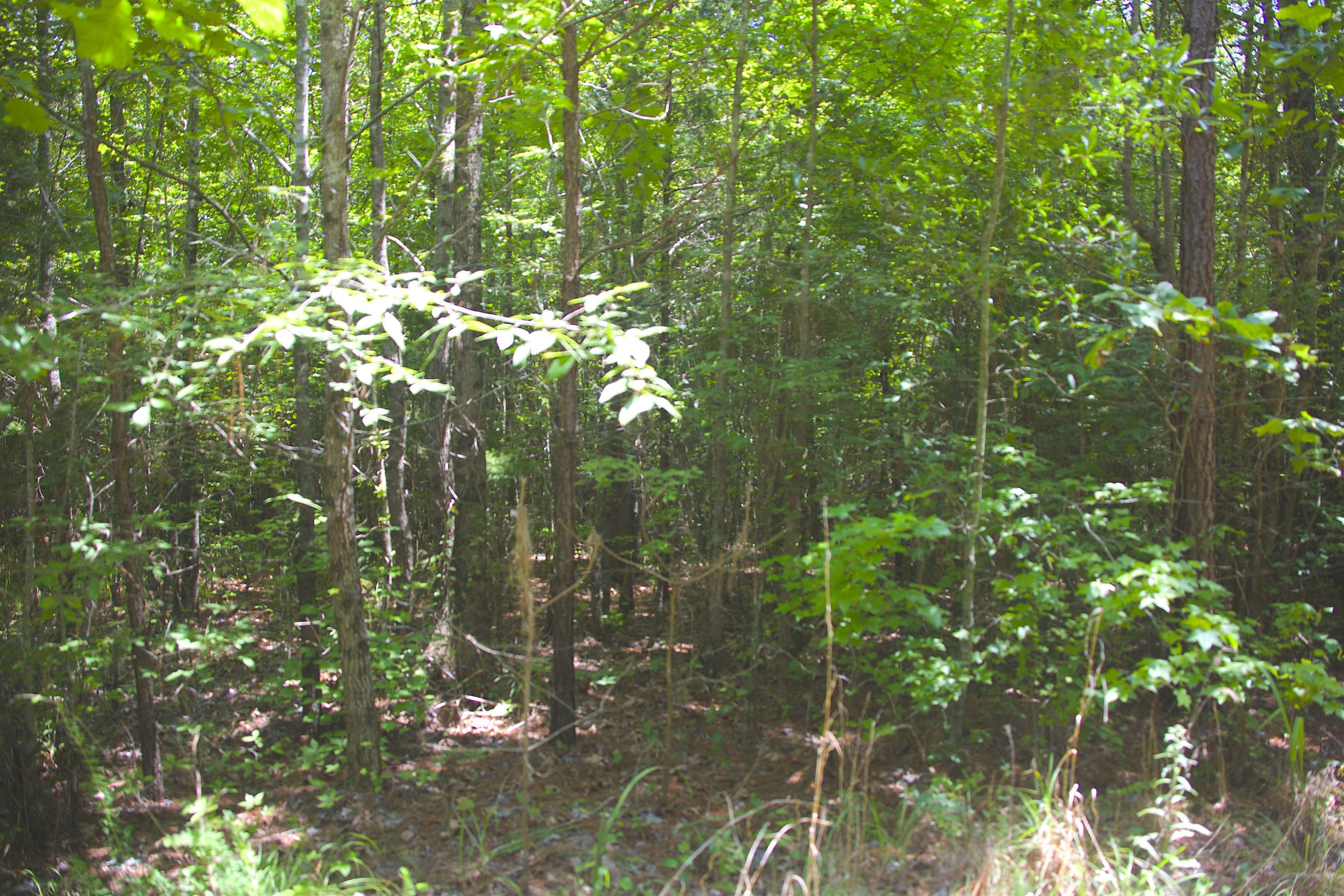 1120 Plum Point Road Pope, MS 38658 - Photo 3 of 11 Gallery Image 3