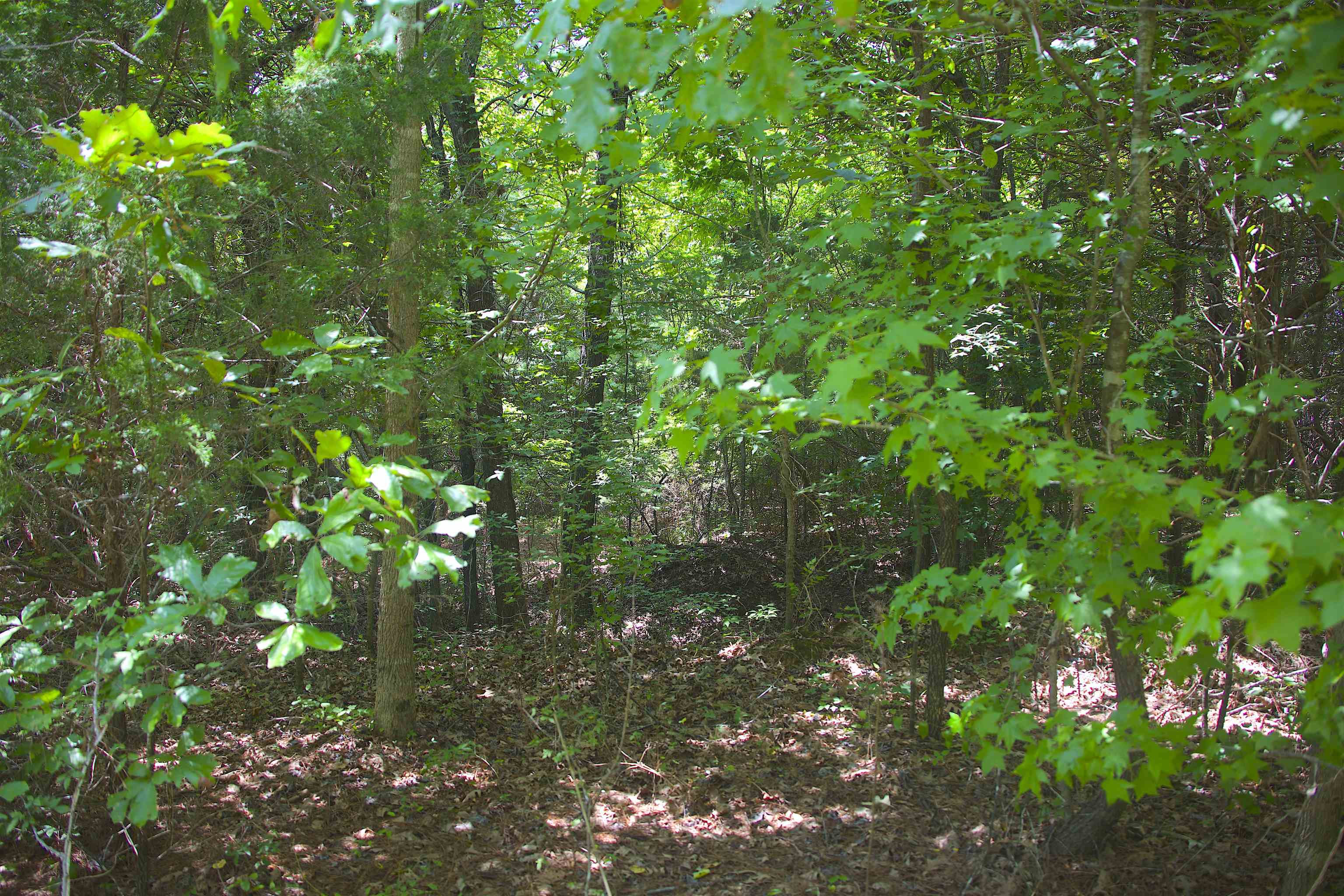 1120 Plum Point Road Pope, MS 38658 - Photo 4 of 11 Gallery Image 4