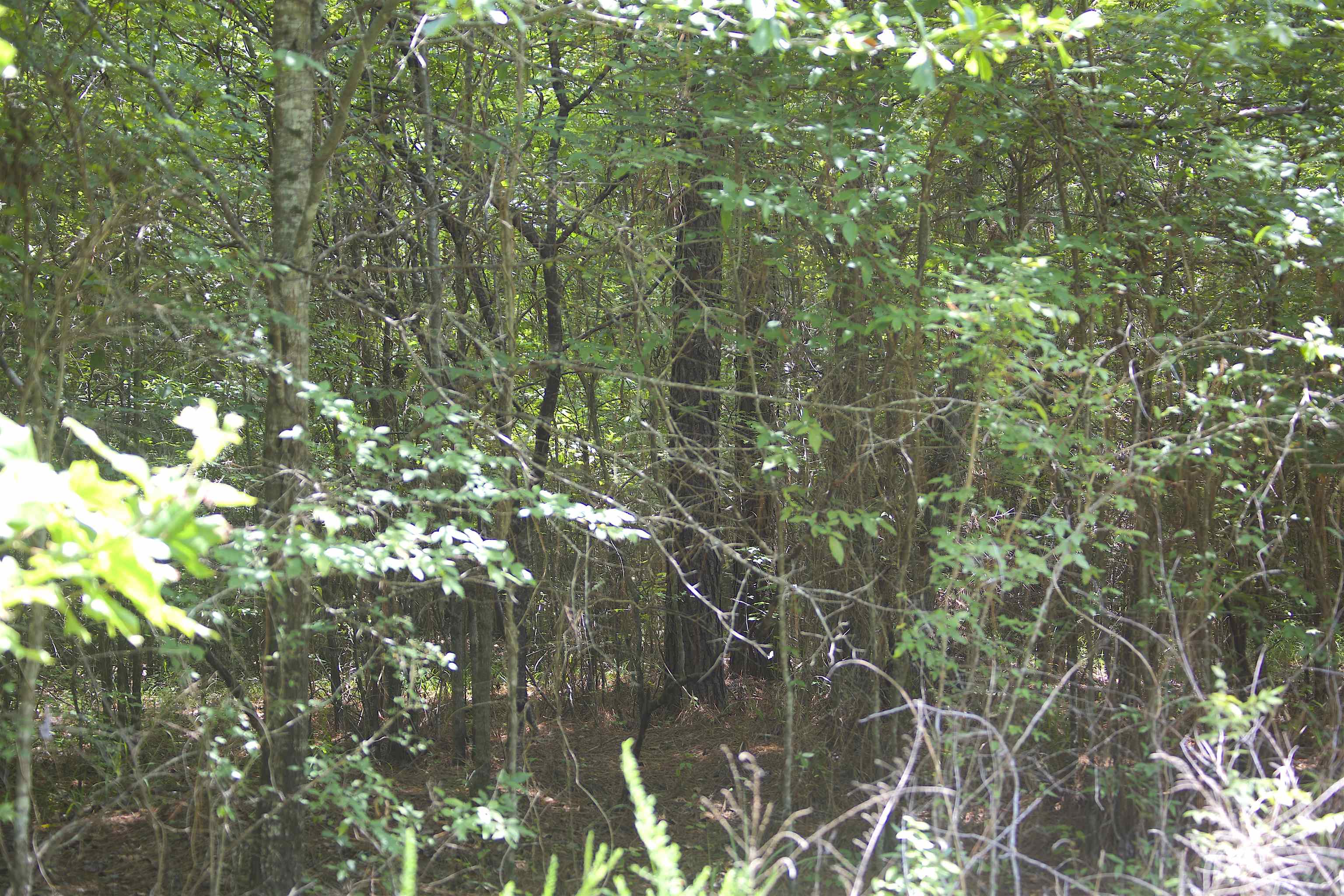 1120 Plum Point Road Pope, MS 38658 - Photo 5 of 11 Gallery Image 5