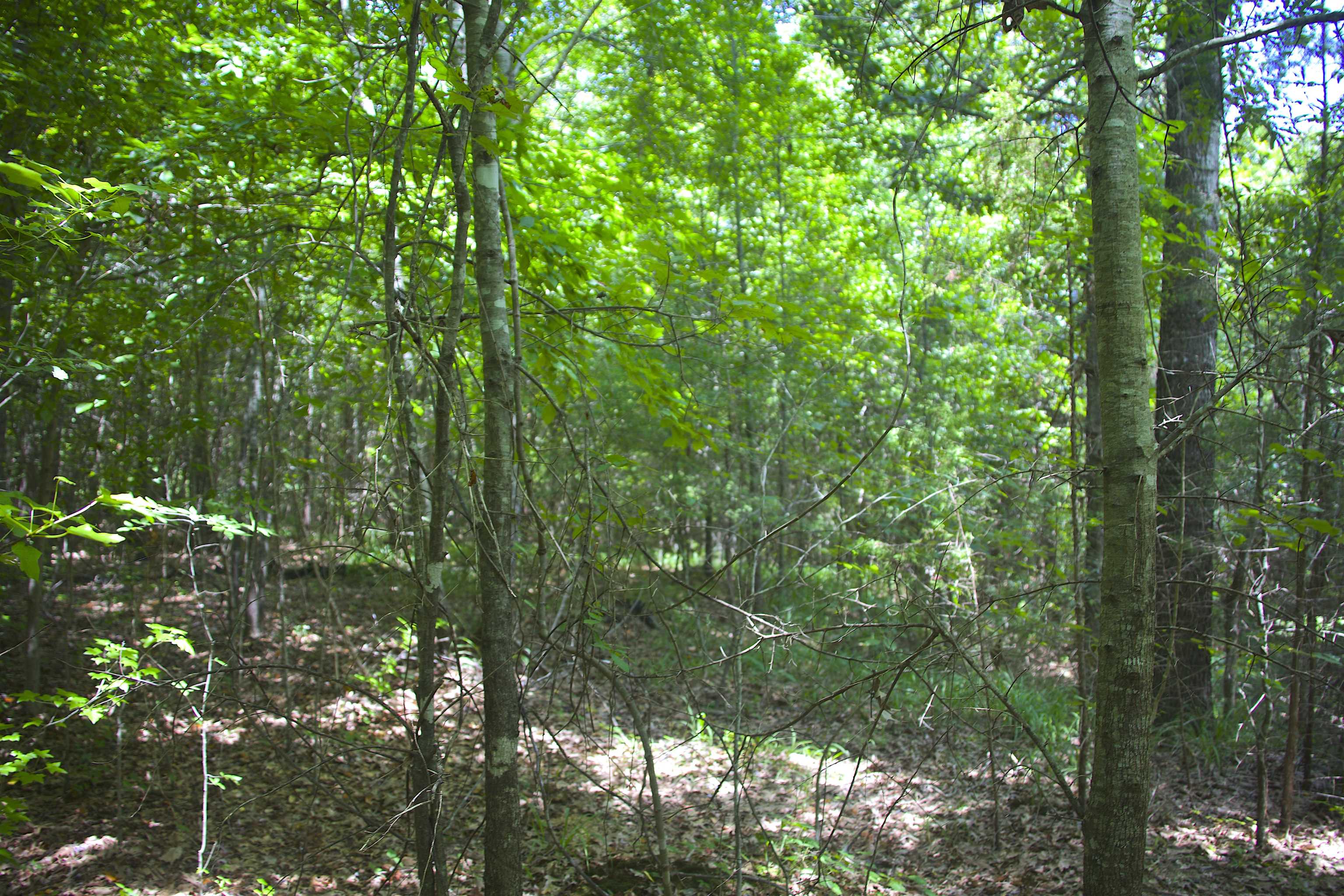 1120 Plum Point Road Pope, MS 38658 - Photo 8 of 11 Gallery Image 8