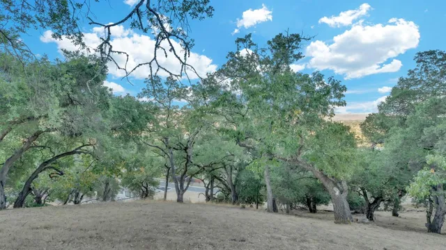 a view of a forest with trees in the background