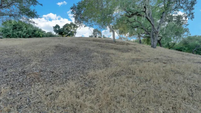 a view of a yard with a tree