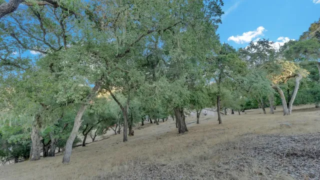 a view of a forest with trees in the background