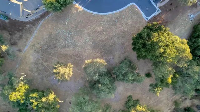 a view of a bunch of flowers in a garden
