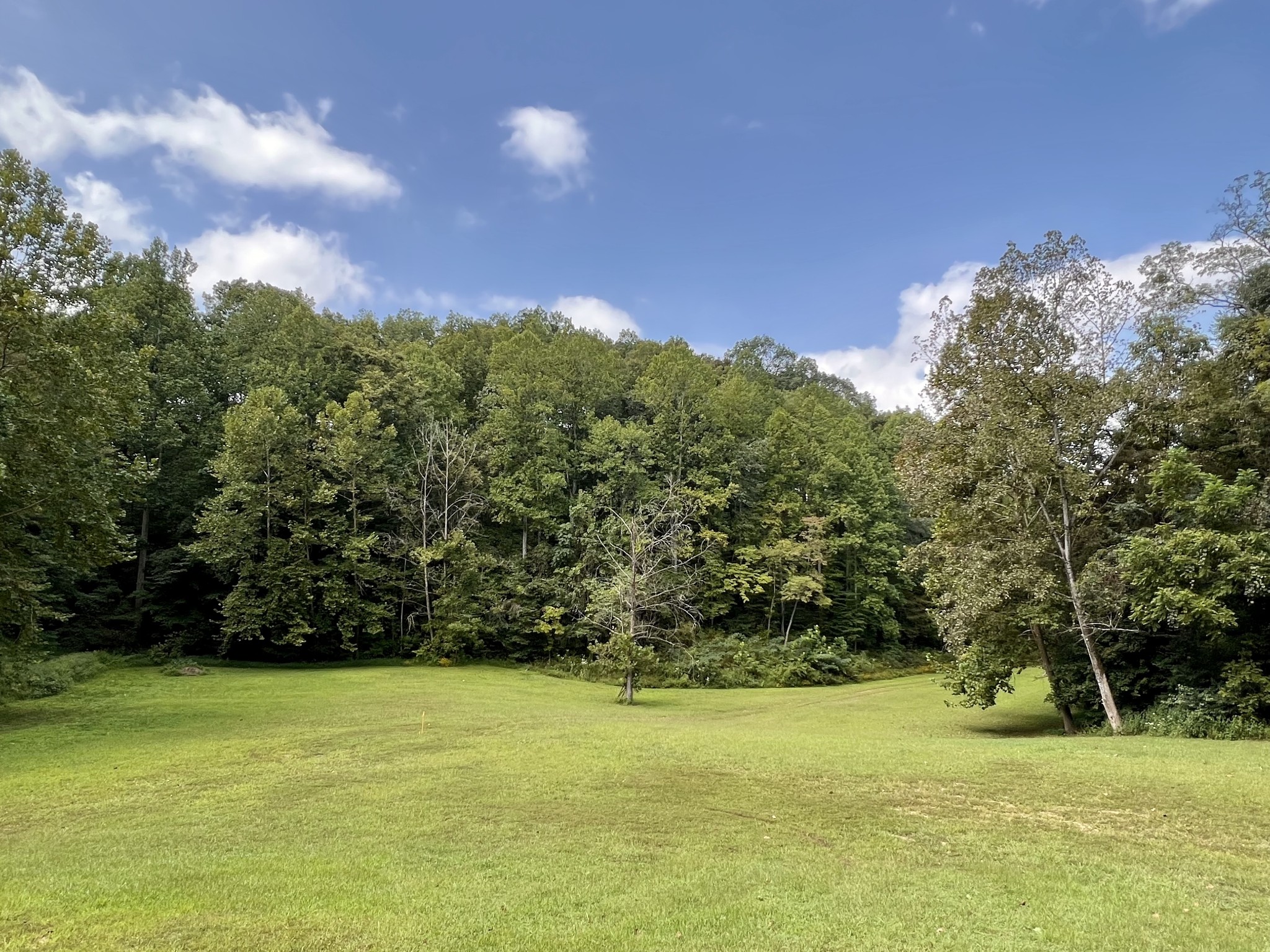 a view of a yard