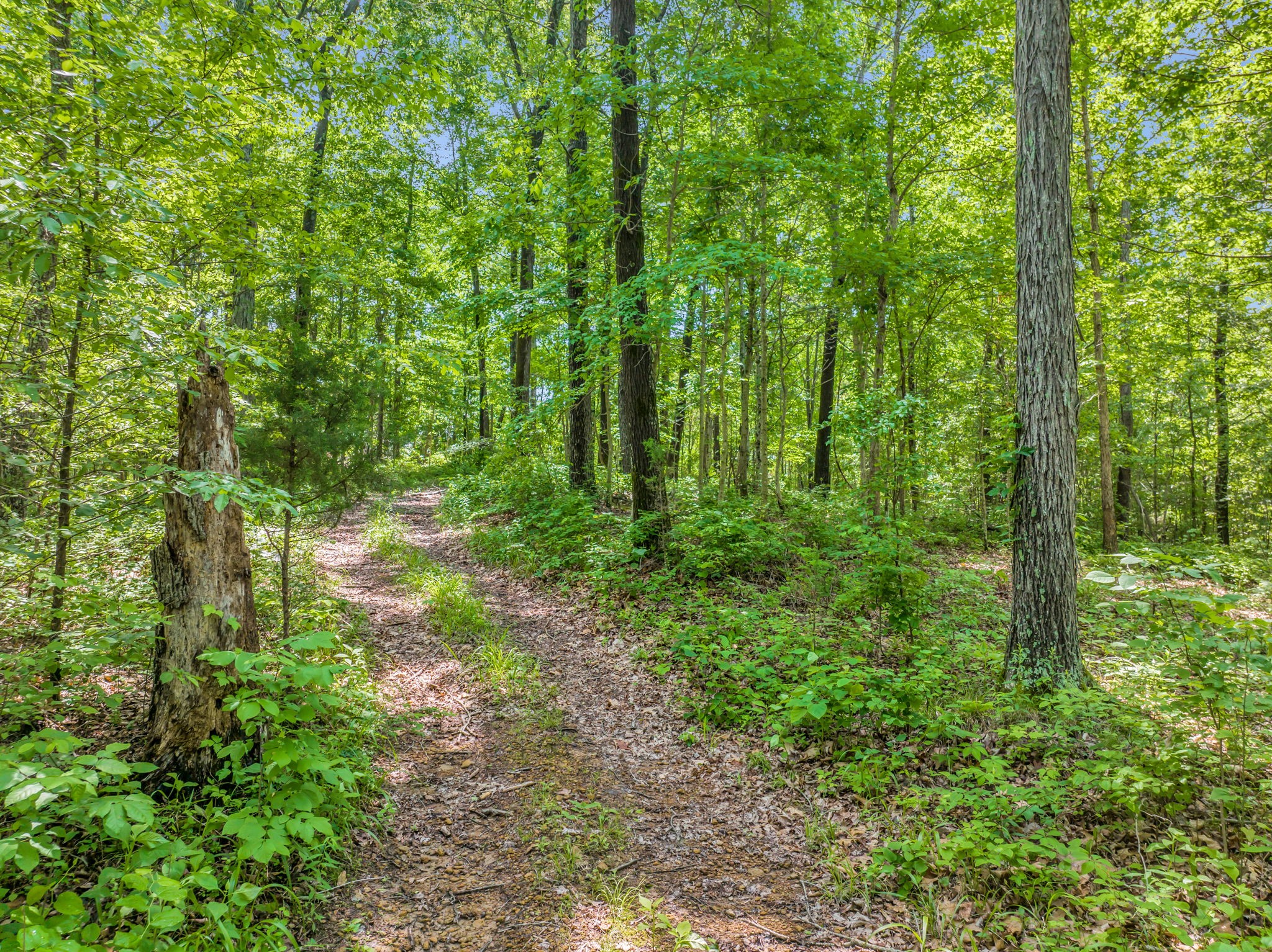 8515 Cub Creek Road Nashville, TN 37209 - Photo 13 of 23 a view of outdoor space and green space