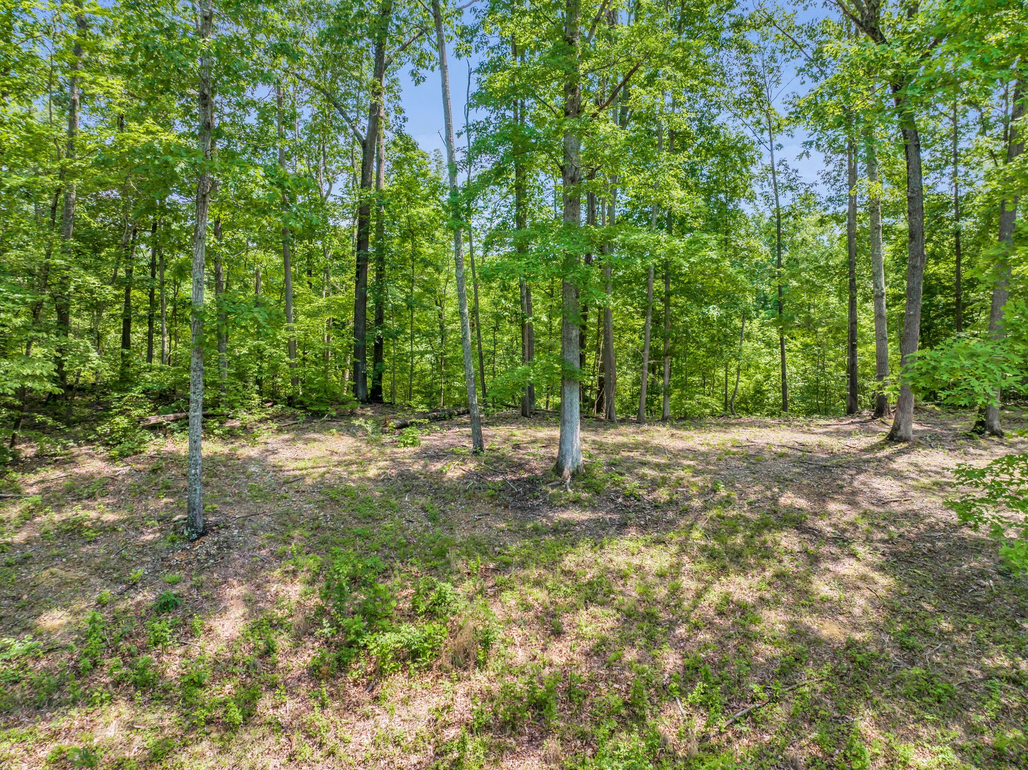 8515 Cub Creek Road Nashville, TN 37209 - Photo 14 of 23 a view of a yard with a tree