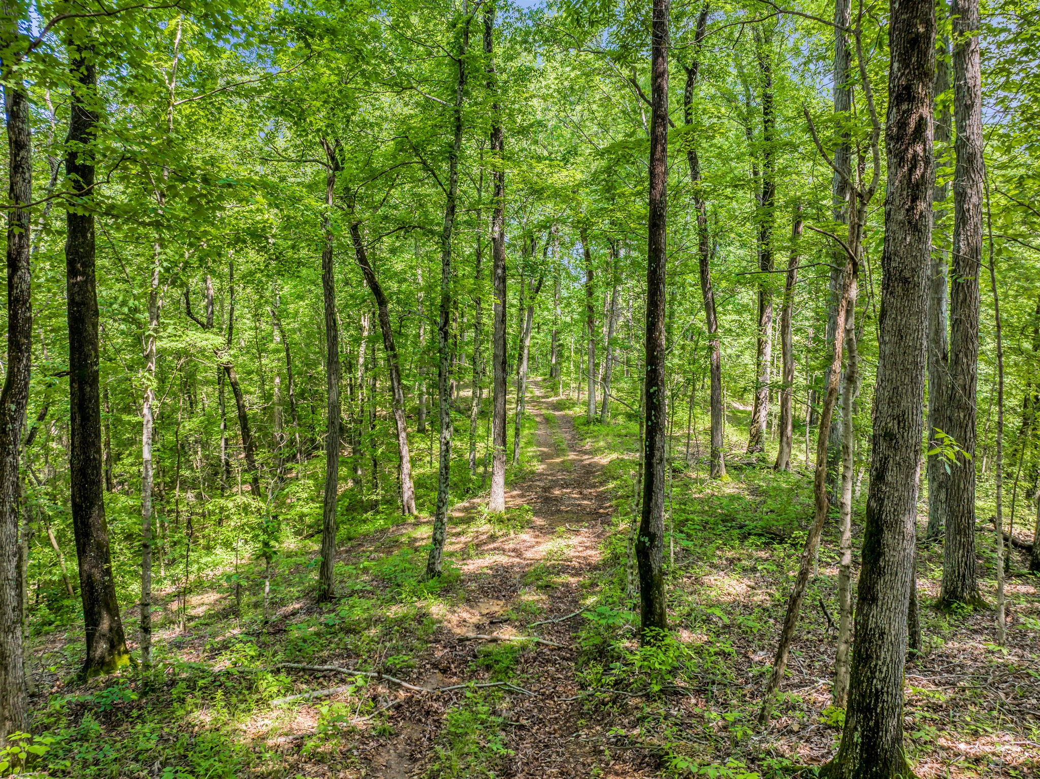 8515 Cub Creek Road Nashville, TN 37209 - Photo 15 of 23 a backyard of a house with lots of green space