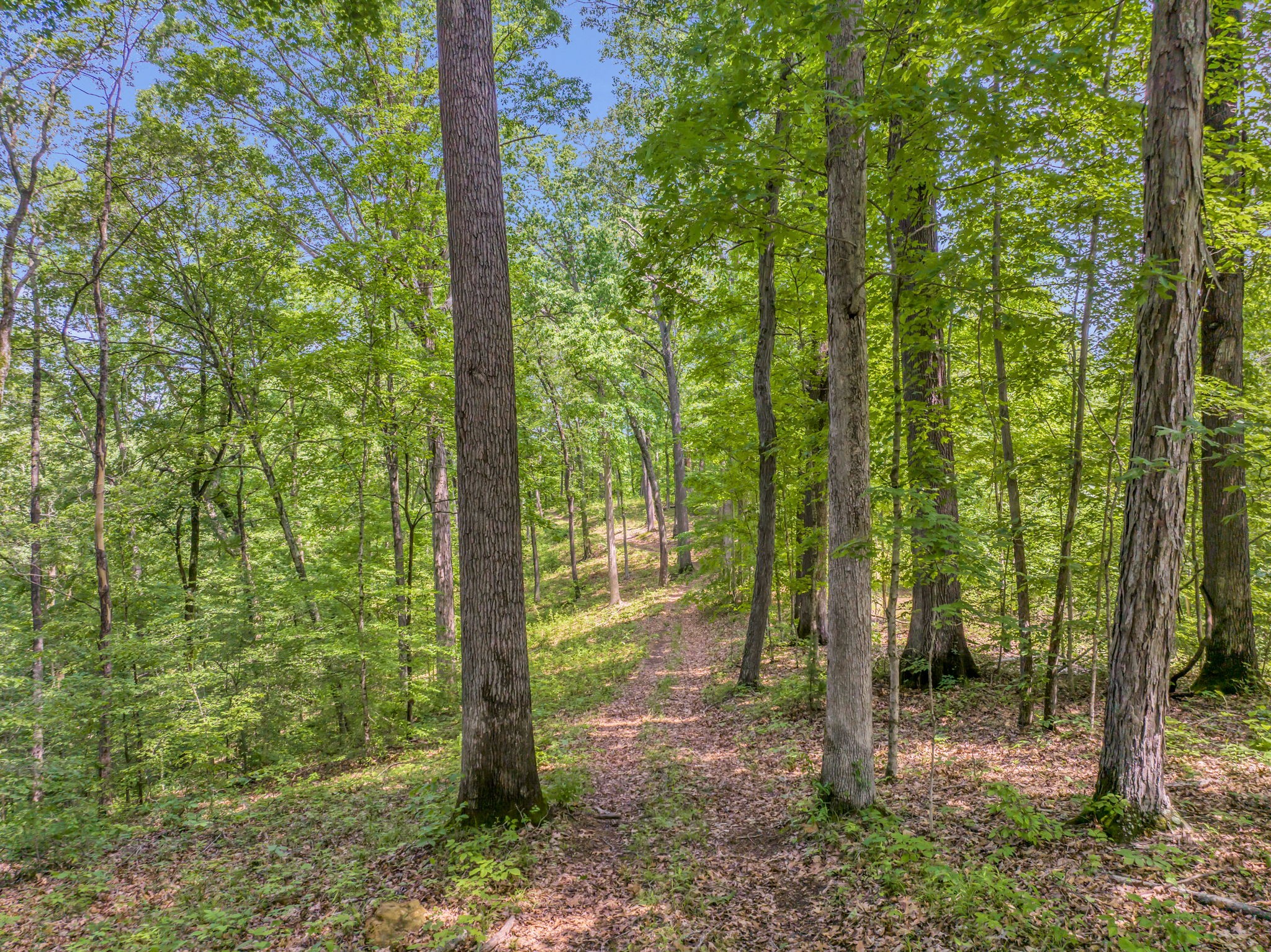 8515 Cub Creek Road Nashville, TN 37209 - Photo 16 of 23 a view of outdoor space and trees