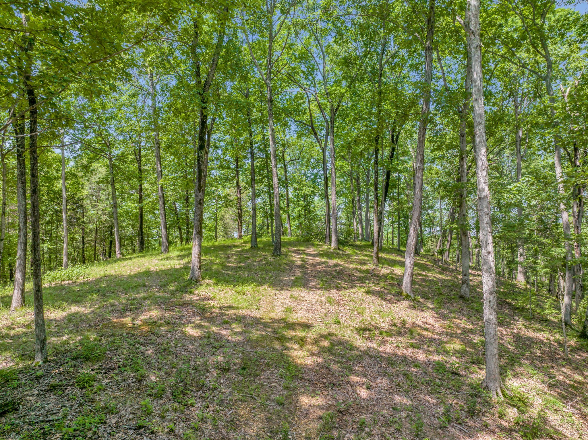 8515 Cub Creek Road Nashville, TN 37209 - Photo 17 of 23 a view of a backyard with trees
