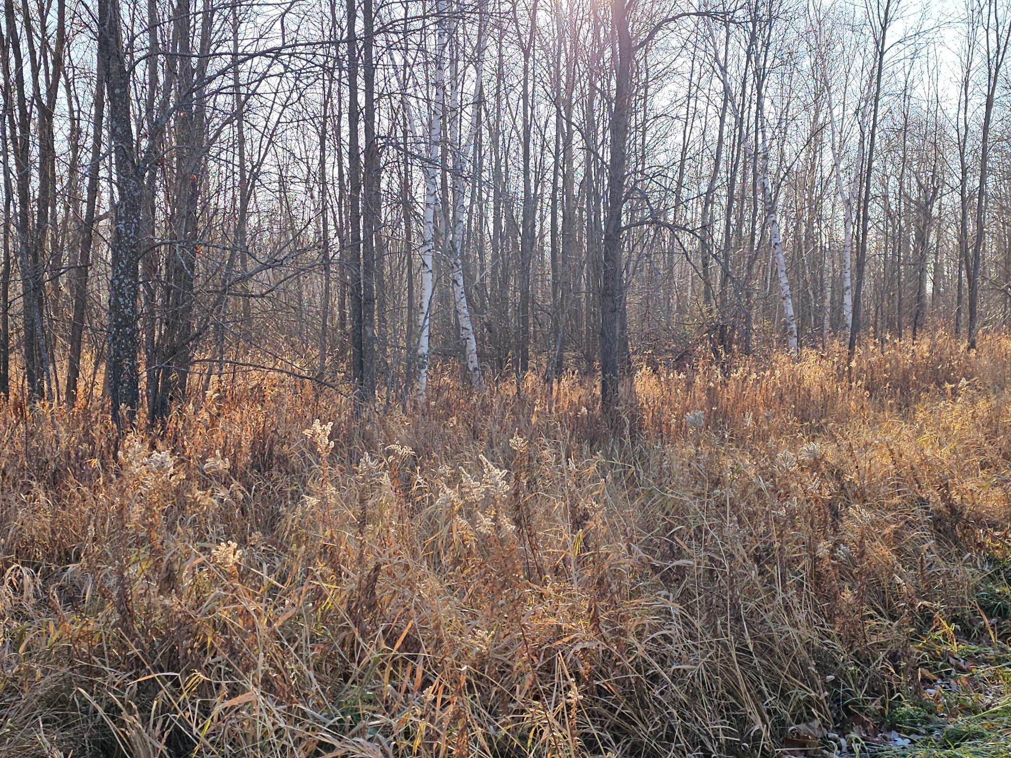 Tbd Whistle Road Isle, MN 56342 - Photo 4 of 9