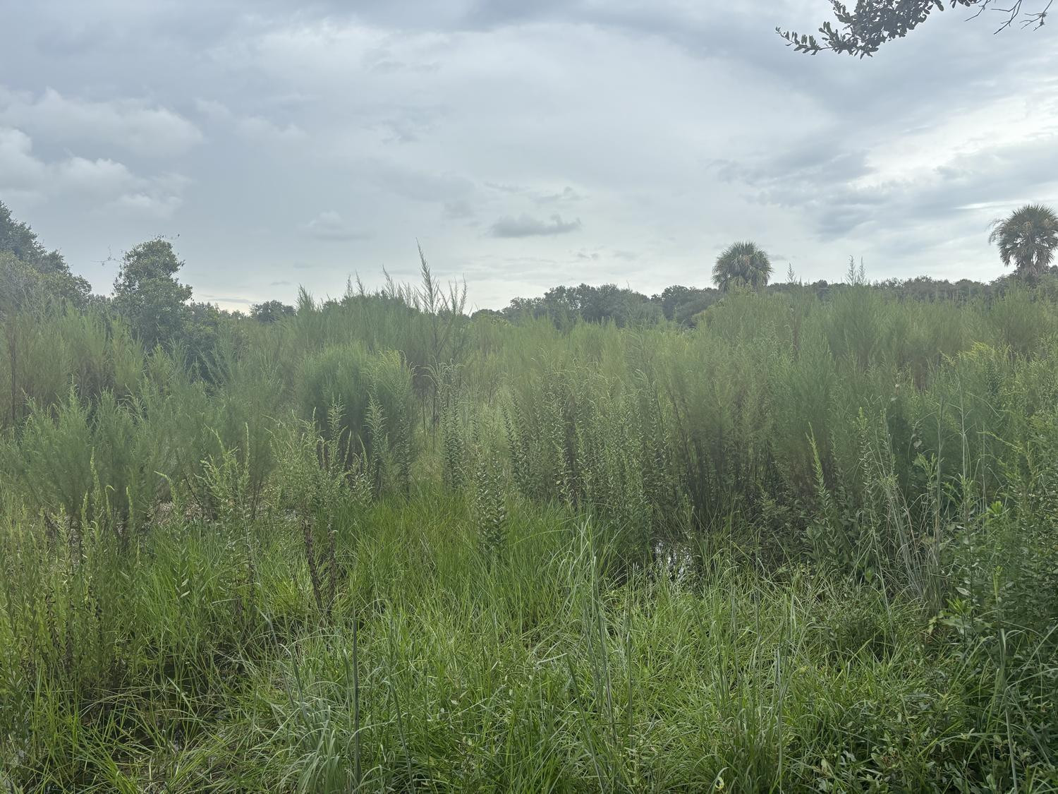 0 294th Street Okeechobee, FL 34972 - Photo 2 of 3 Photo 2
