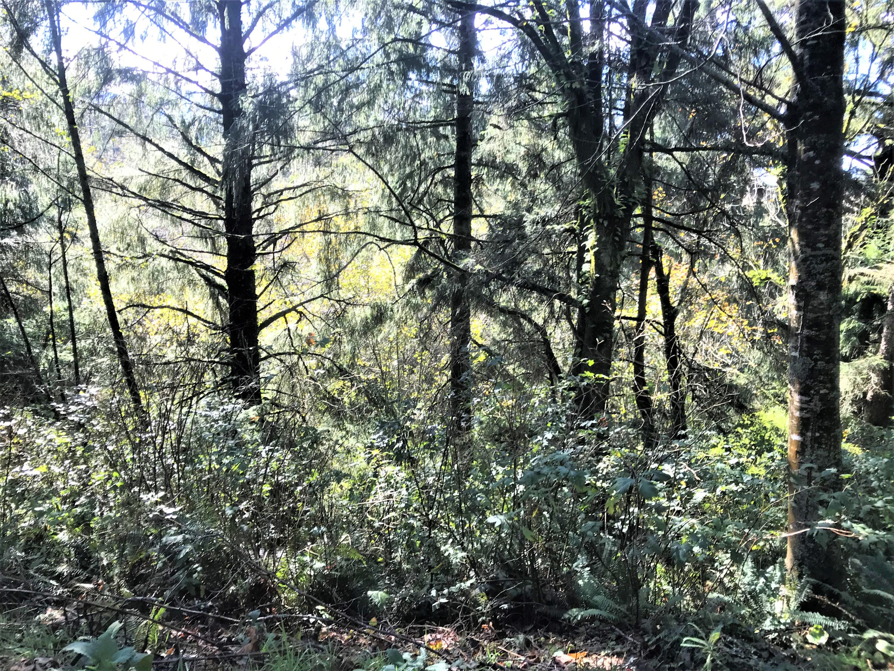 Lot #8 Nehalem Point Astoria, OR 97103 - Photo 6 of 6 Wrennn Lot 1800 IMG_8729 - Copy (2)
