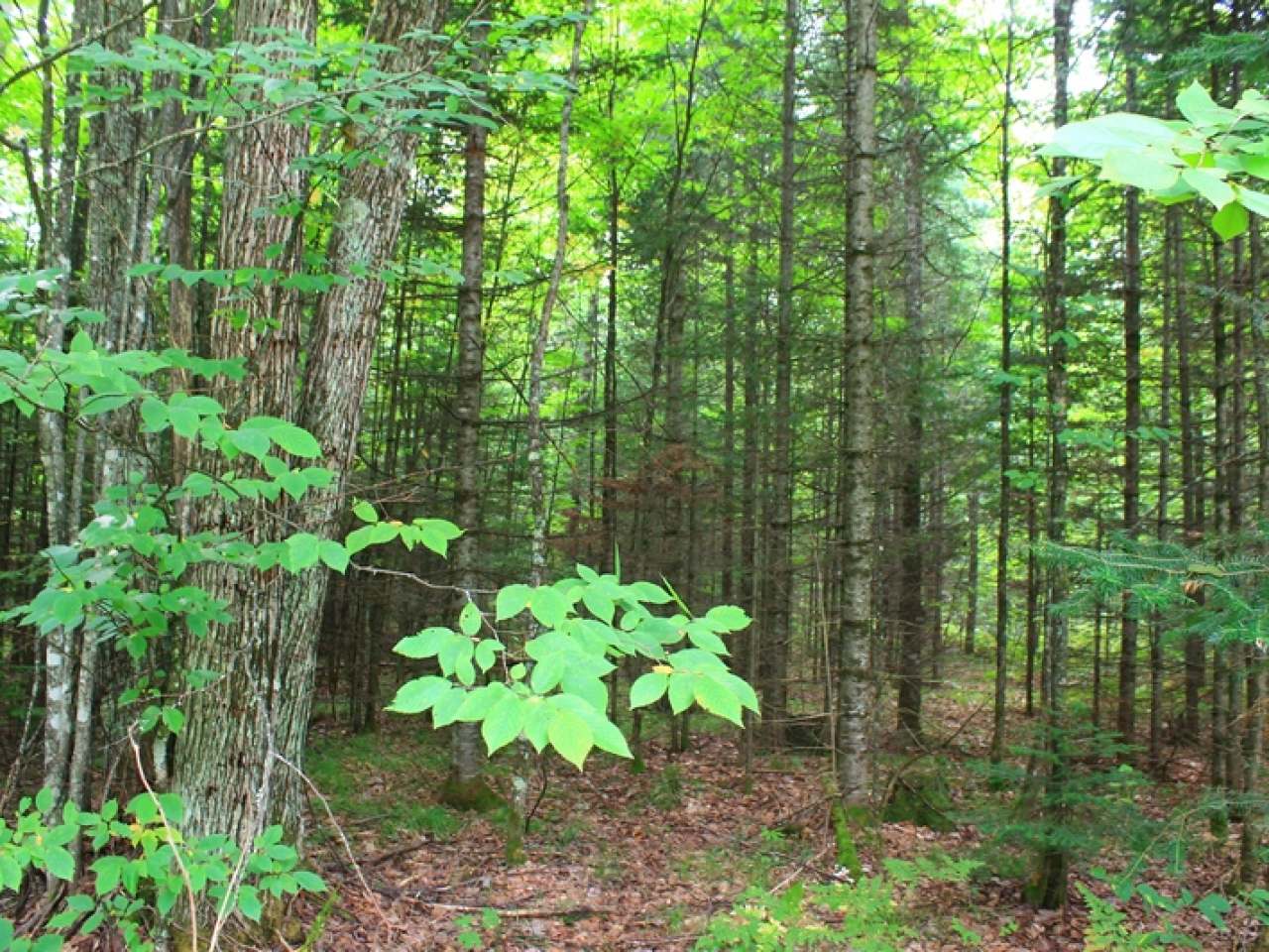 Lot 16 Timberline Road Mercer, WI 54547 - Photo 8 of 20 Gallery Image 8