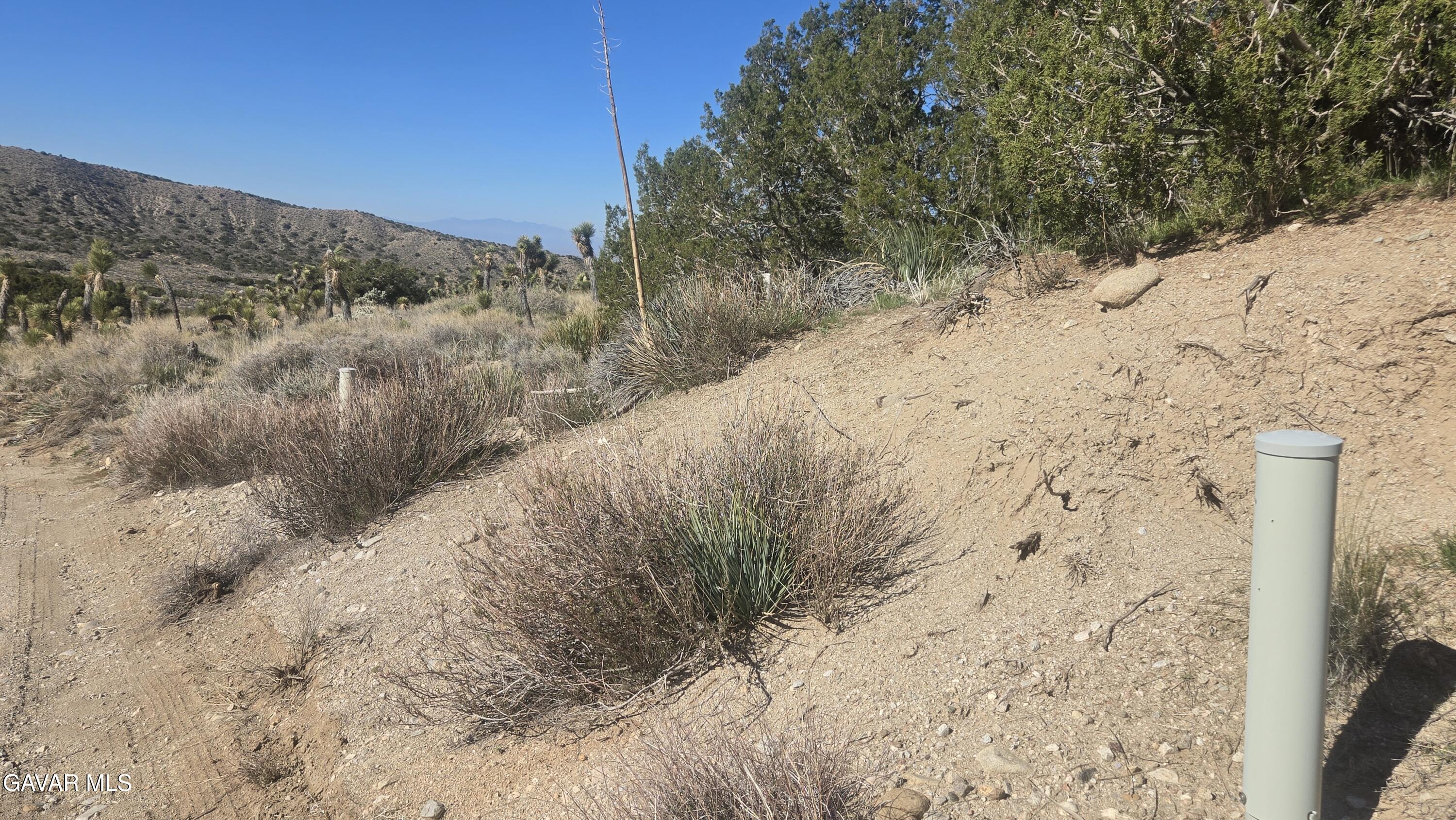 Pinon Road Llano, CA 93544 - Photo 10 of 31 a view of a dry yard with trees