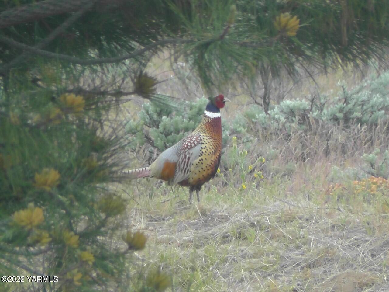 411 Red Tail Road Yakima, WA 98908 - Photo 54 of 64 thumbnail_S1830003.jpg 411 Redtail