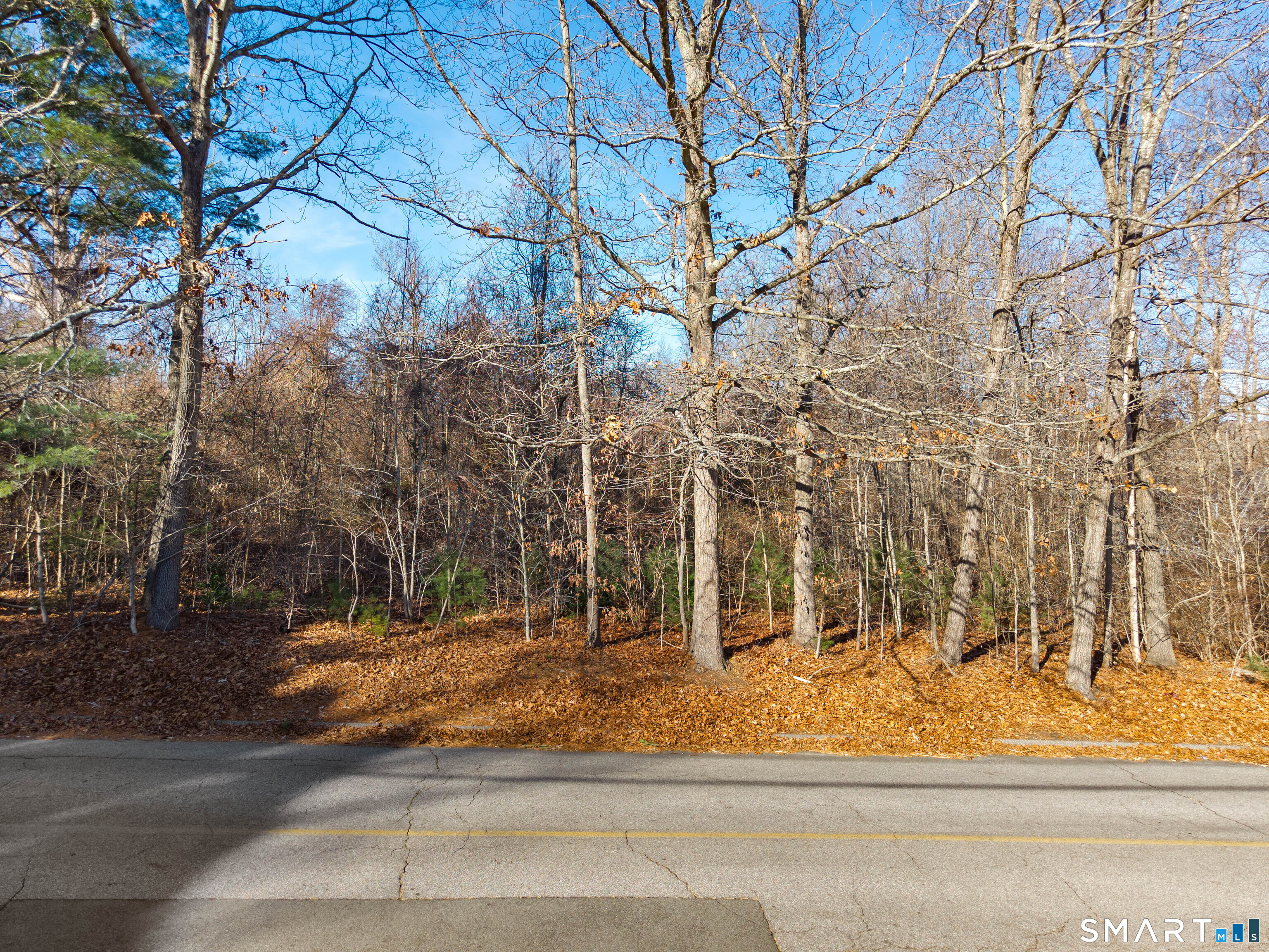 41 Bushy Hill Road Essex, CT 06442 - Photo 11 of 38 a view of a yard and a tree