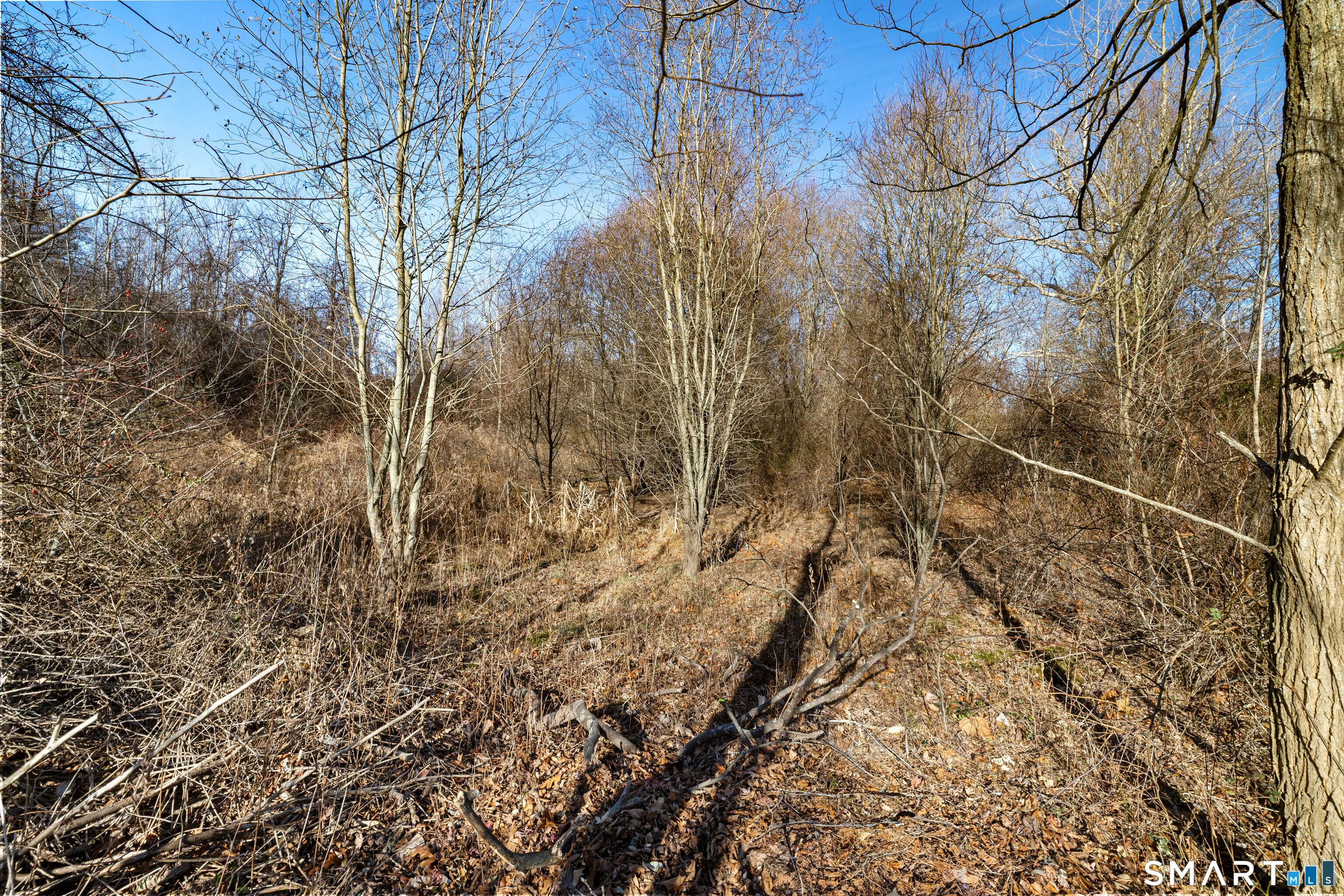 41 Bushy Hill Road Essex, CT 06442 - Photo 14 of 38 a view of a yard