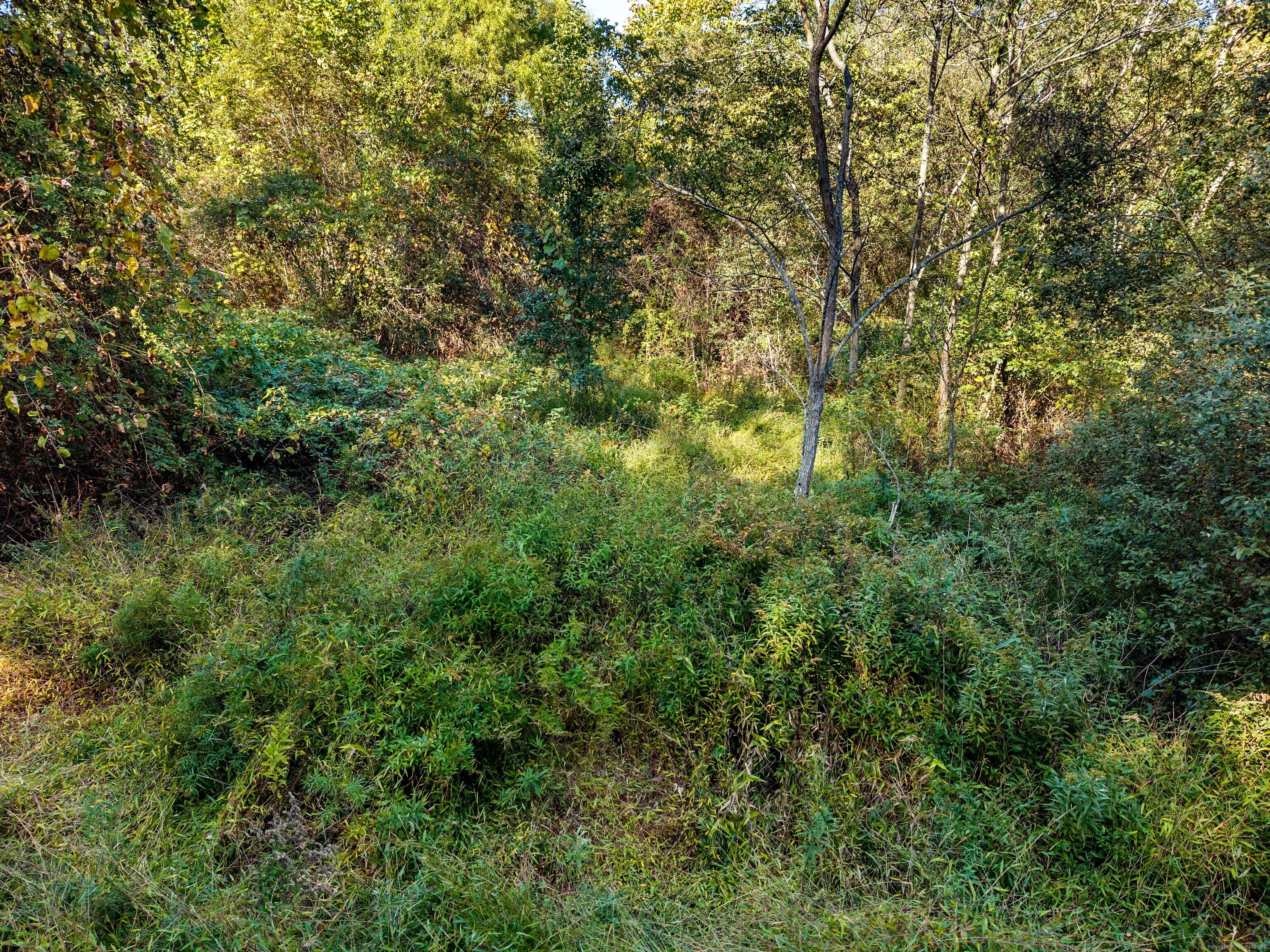 41 Bushy Hill Road Essex, CT 06442 - Photo 16 of 38 a view of a large yard with lots of green space