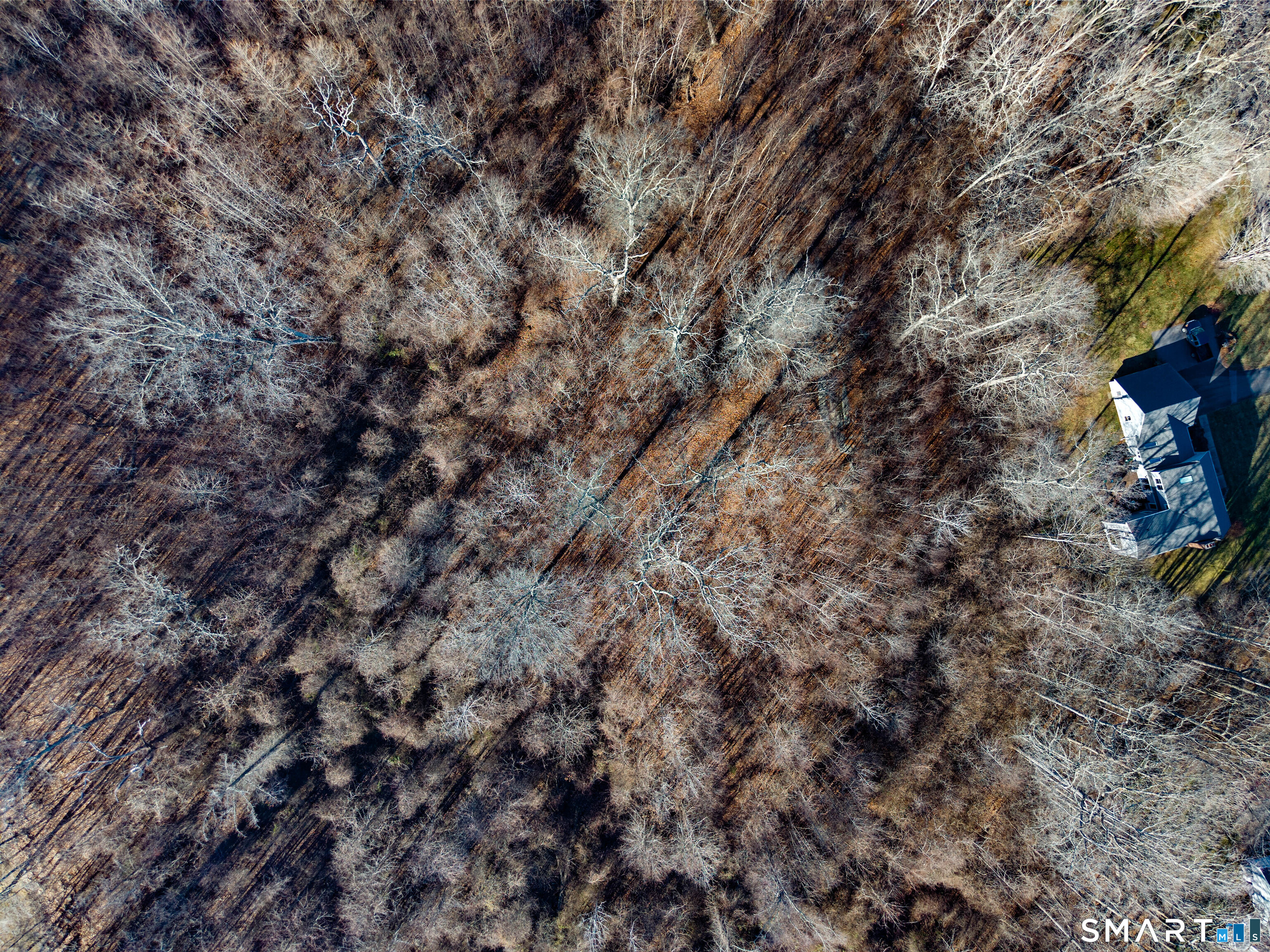 41 Bushy Hill Road Essex, CT 06442 - Photo 19 of 38 a view of a tree