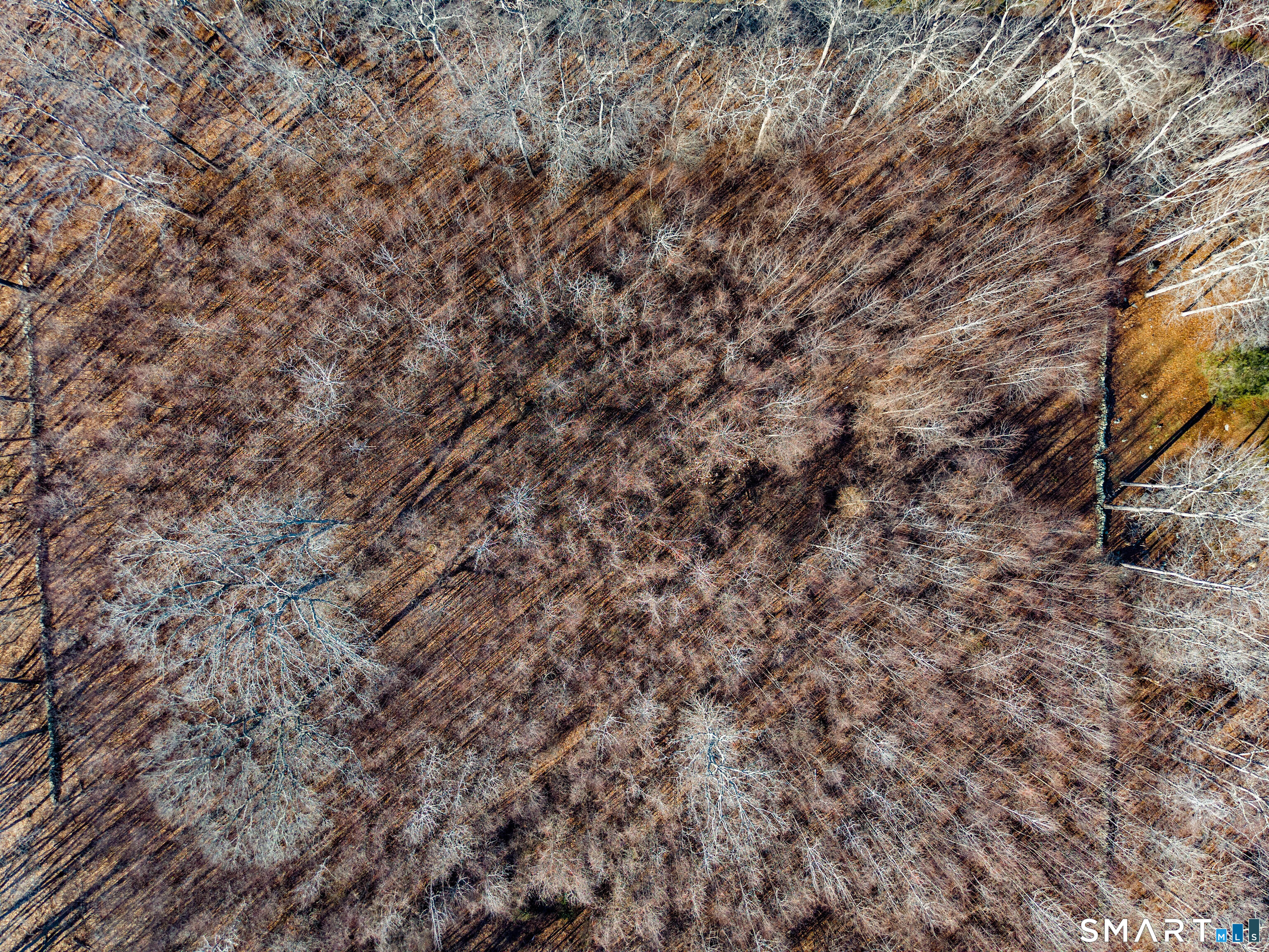 41 Bushy Hill Road Essex, CT 06442 - Photo 21 of 38 a view of a yard