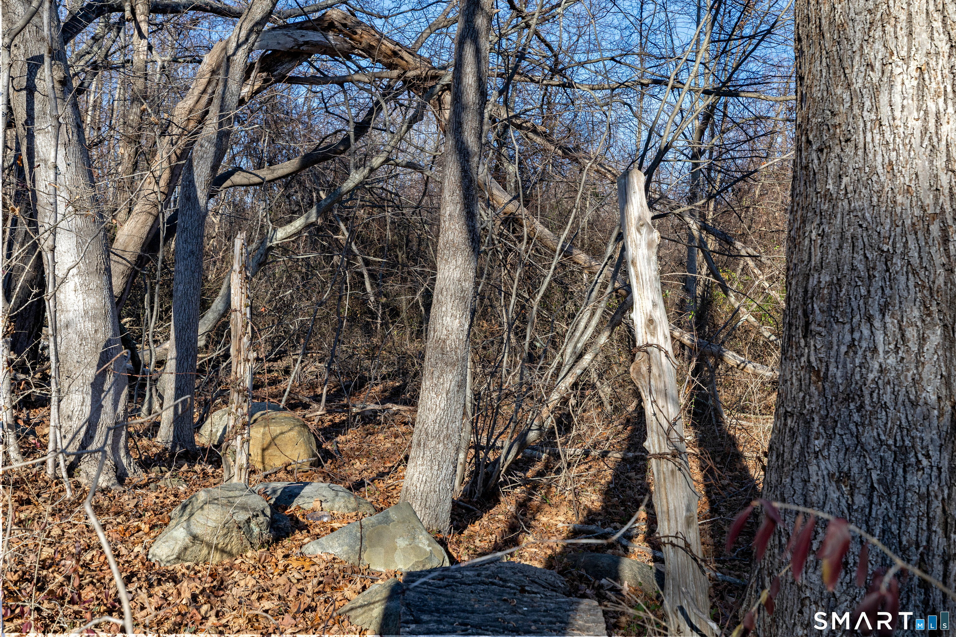 41 Bushy Hill Road Essex, CT 06442 - Photo 22 of 36 a view of tree
