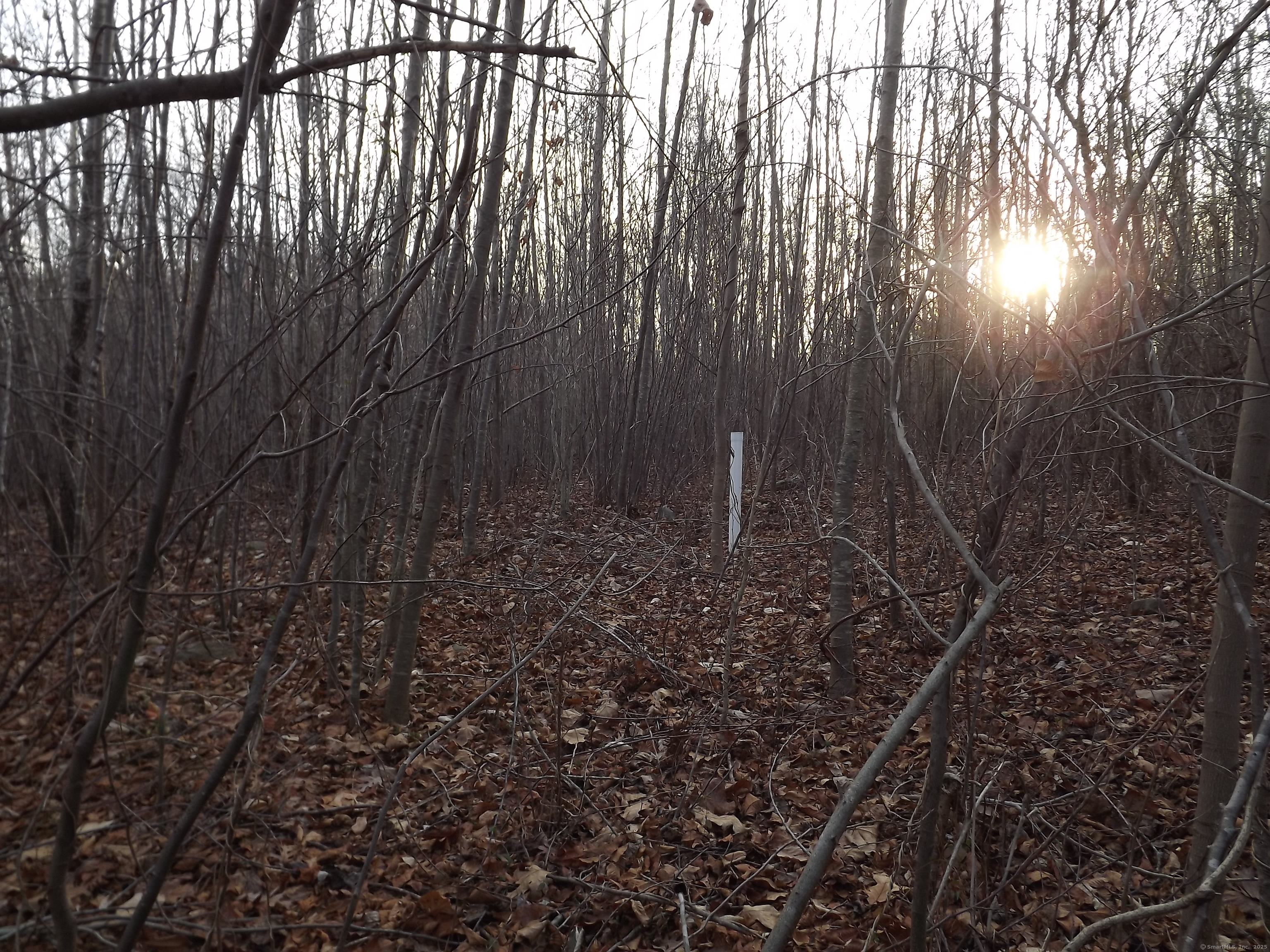 41 Bushy Hill Road Essex, CT 06442 - Photo 24 of 38 a view of a yard