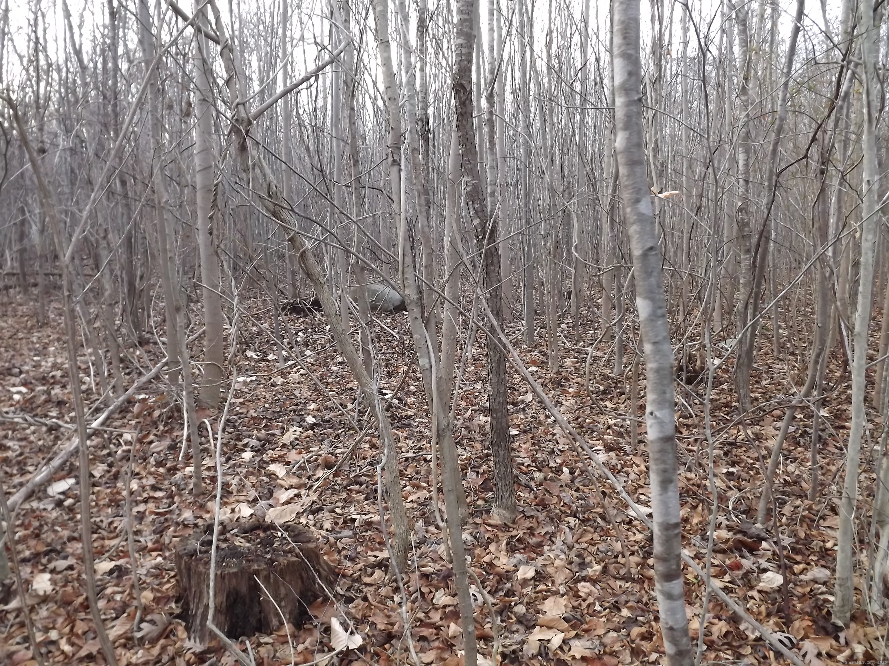 41 Bushy Hill Road Essex, CT 06442 - Photo 26 of 38 a view of a pathway with a yard