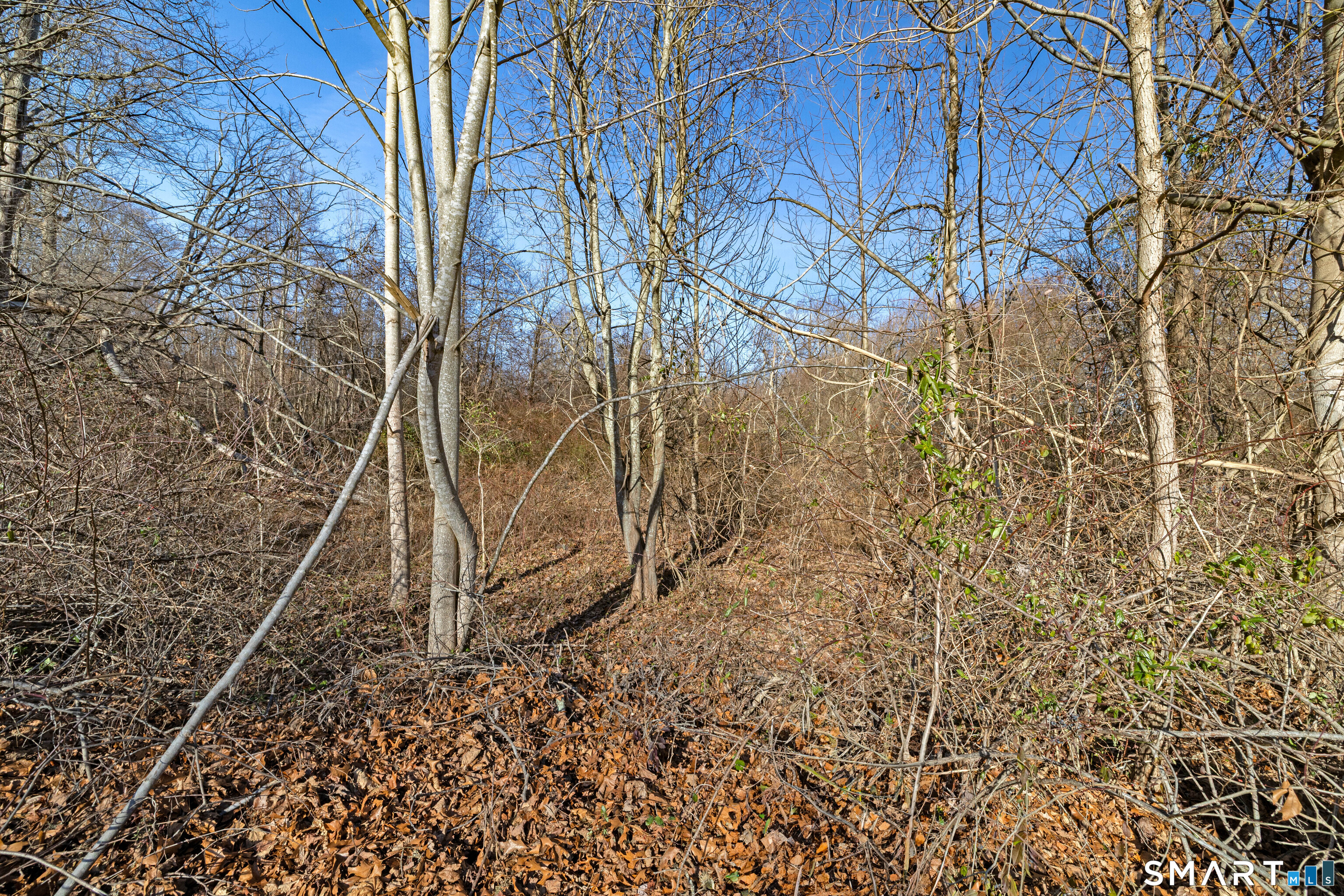 41 Bushy Hill Road Essex, CT 06442 - Photo 26 of 36 a picture of a tree