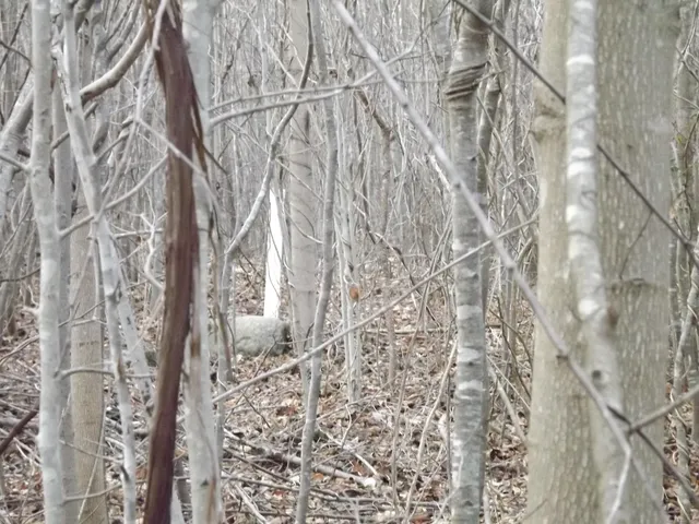 a view of forest from a tree