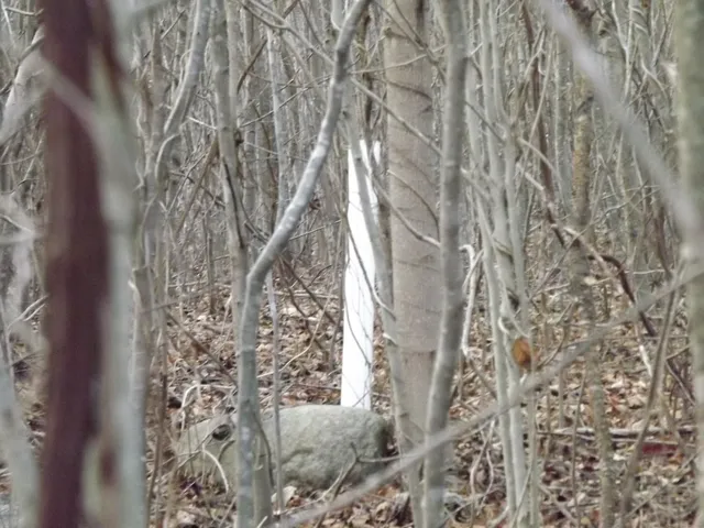 a view of a room with a trees