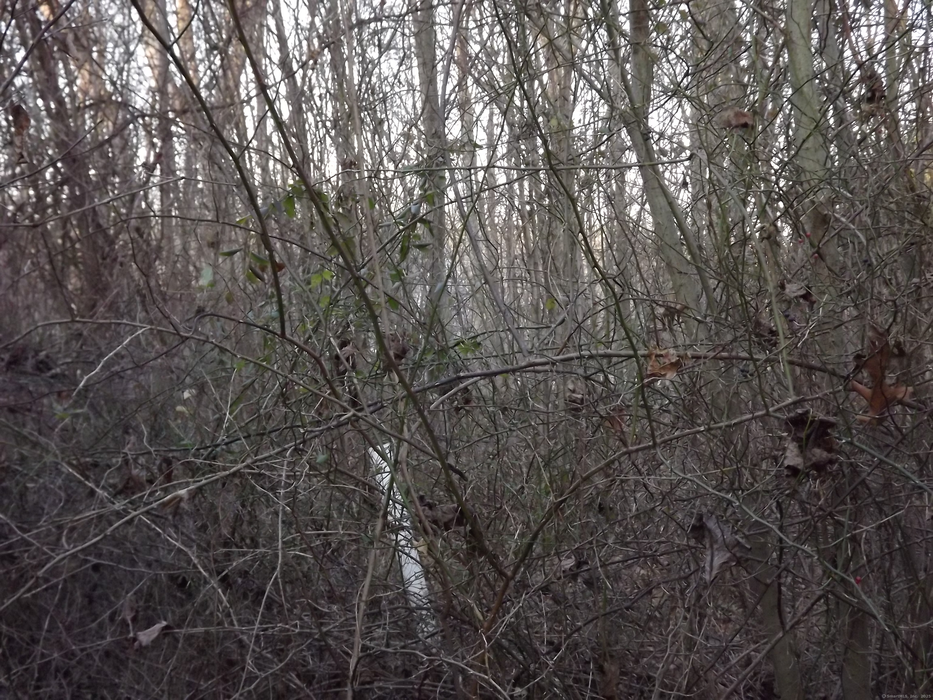 41 Bushy Hill Road Essex, CT 06442 - Photo 29 of 38 a view of a forest