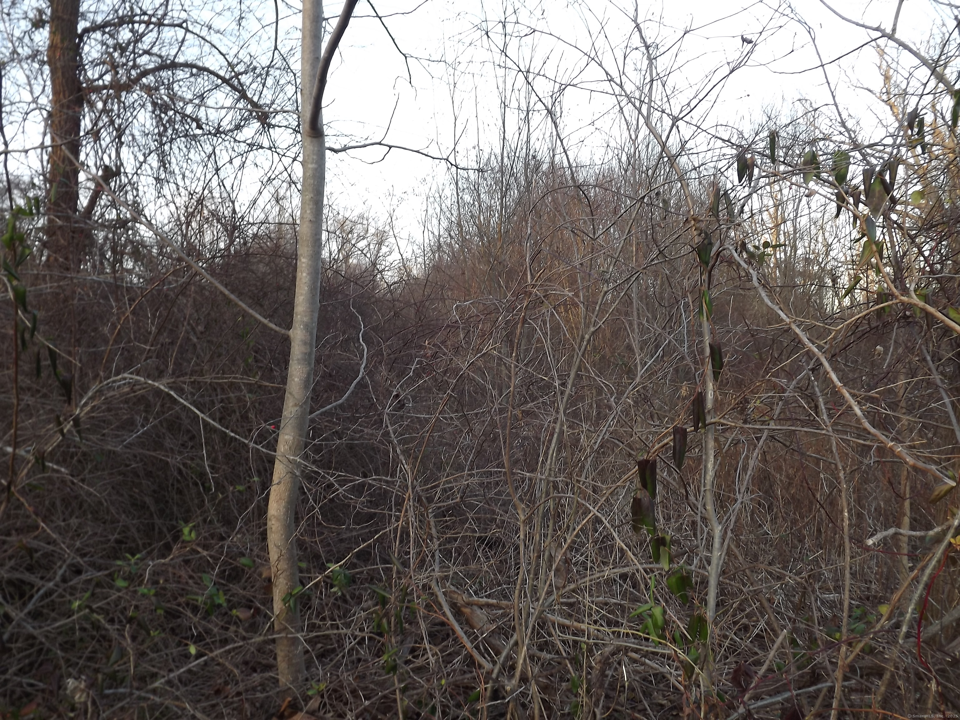 41 Bushy Hill Road Essex, CT 06442 - Photo 30 of 38 a view of forest from a tree